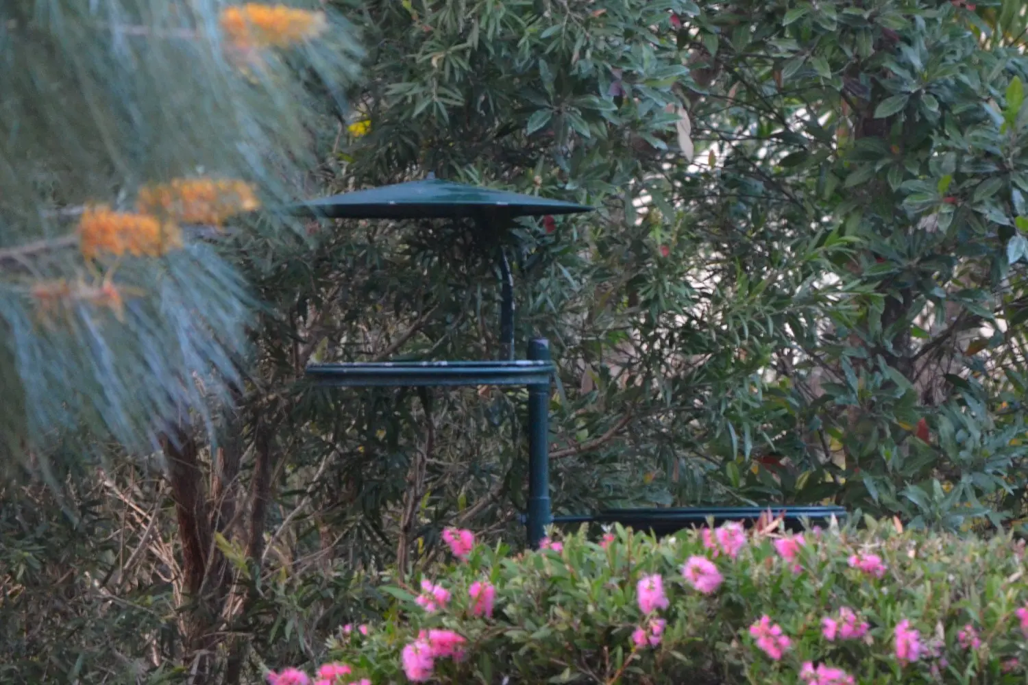 Wild Bird Feeders