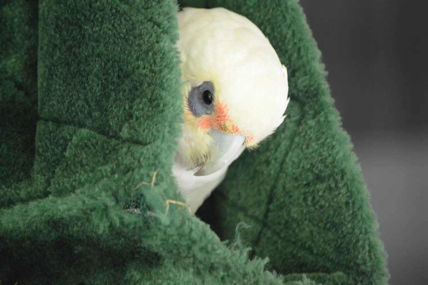 Bird Hammock With Thread