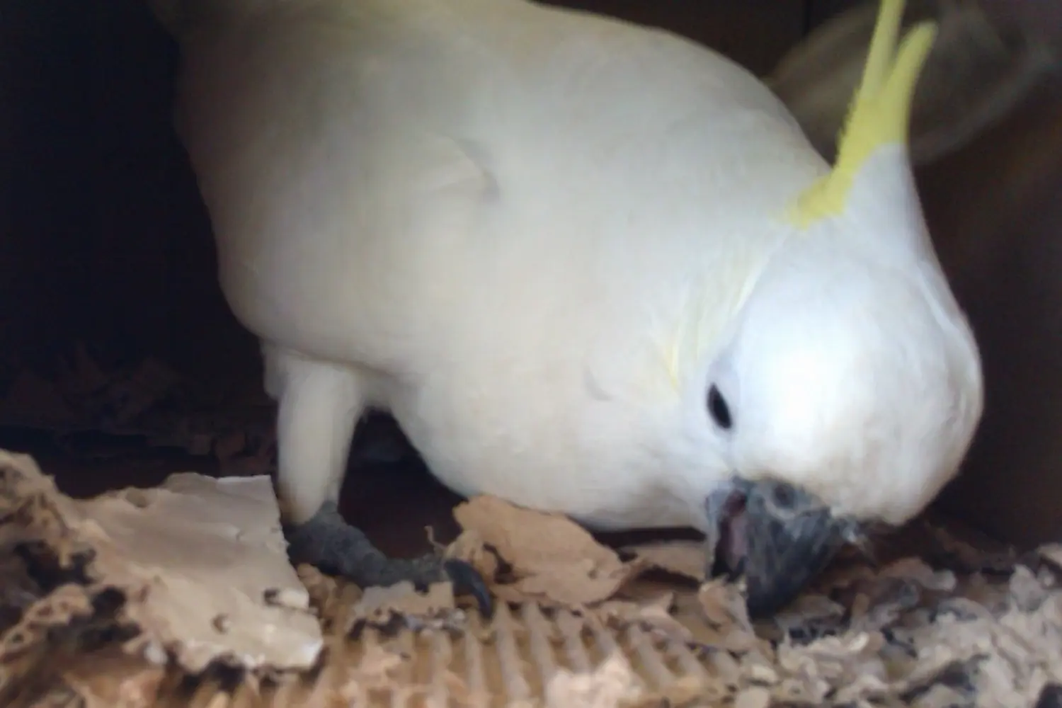 Cockatoo Playing In Cardboard Box