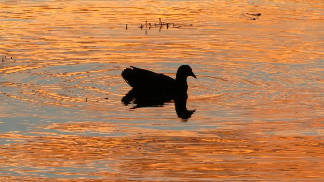 Queensland Wild Duck Floating In Lakewater