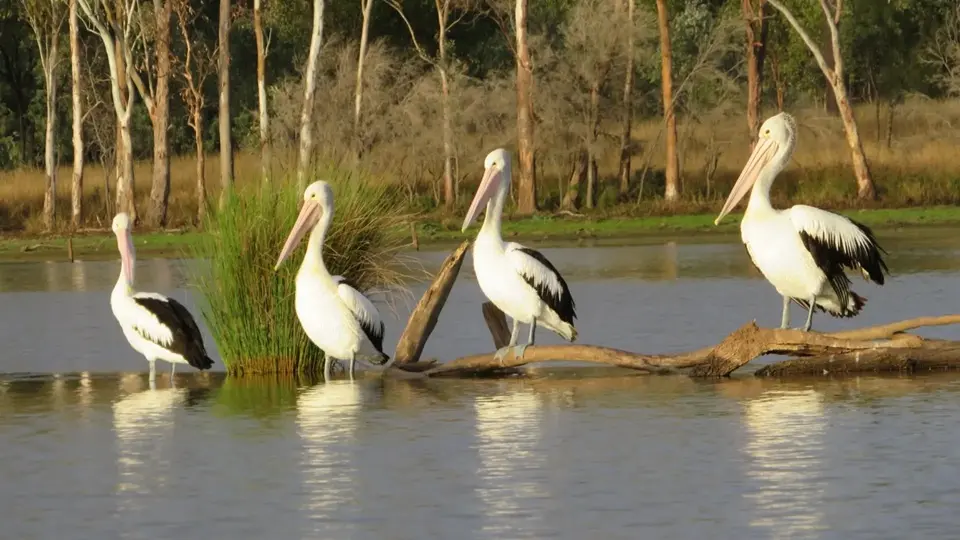 Four Pelicans