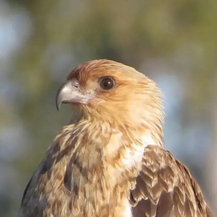 Australian Whistling Kite