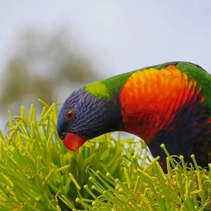 Curious Rainbow Lorikeet