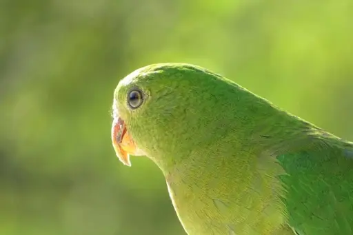 Finding A Lost Bird Article