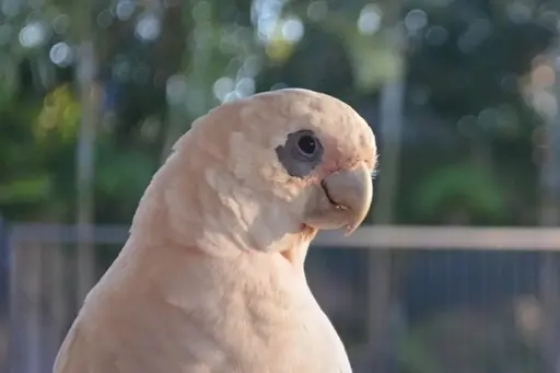How To Bond With Your Parrot Article