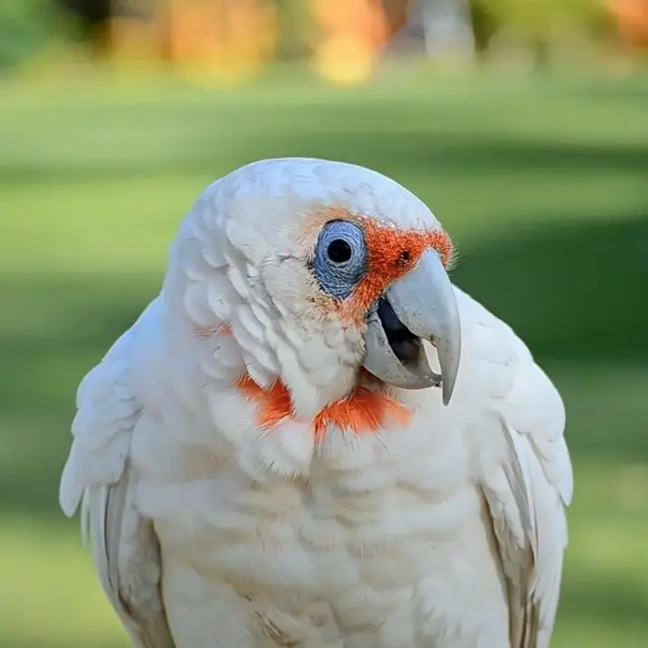 Longbilled Corella Parrot