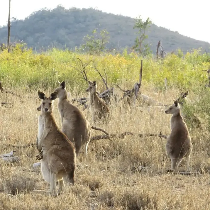 Australian Kangaroos Foraging