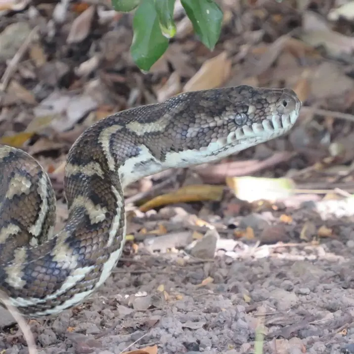An Australian Python Under The Bushes