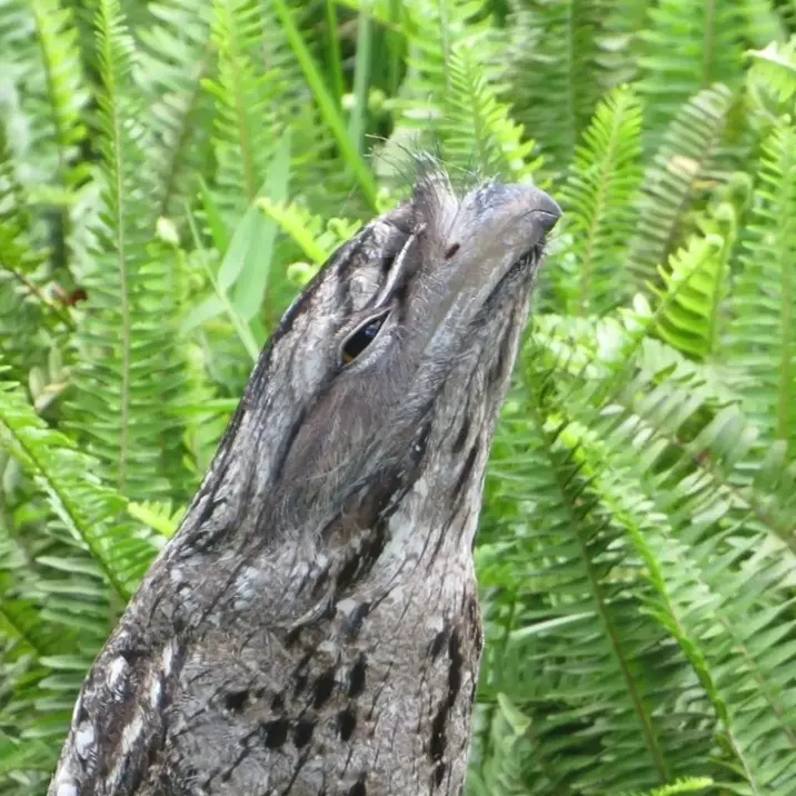 Tawny Frogmouth