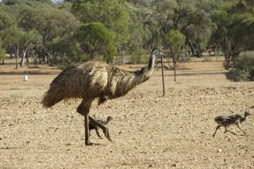 The Great Emu War Article