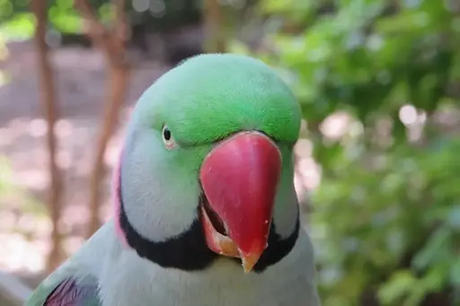 The Parrot Health Kit Article